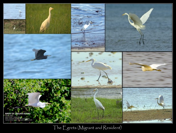 The Migrant and Resident Egrets